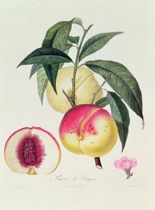 Pavie de Pompone, grawerowane przez Bouquet